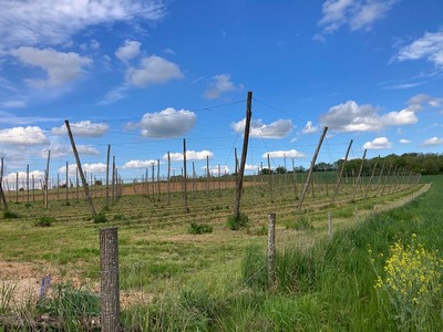 Kastanien Pfhle fr Hopfenpflanze